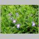 Lobelia 'Periwinkle Blue'